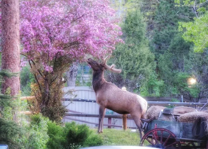  in Estes Park